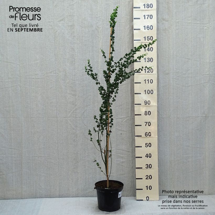 Esemplare di Salix babylonica Crispa - Salice piangente Vaso da 7,5L/10L consegnato in estate