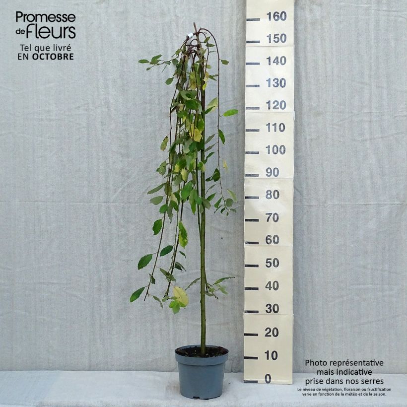 Esemplare di Salix caprea Kilmarnock - Salice delle capre Vaso da 4L/5L come consegnato in autunno