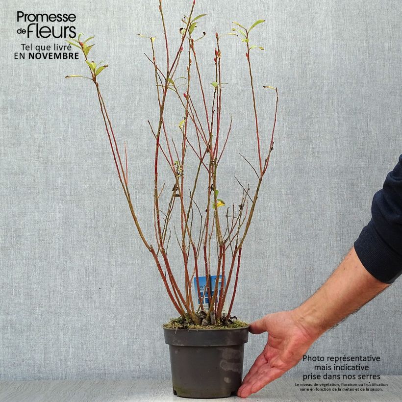 Esemplare di Salix gracilistyla Mount Aso - Salice rosa Vaso da 2L/3L come consegnato in autunno