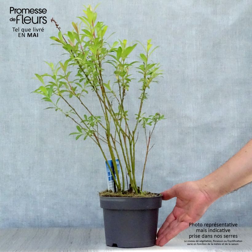 Salix gracilistyla Mount Aso - Salice rosa Vaso da 2L/3L esemplare consegnato in primavera