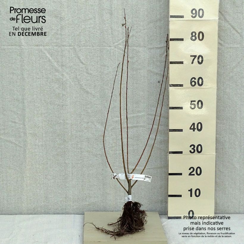 Salix cinerea - Salice cinereo Piante piccole a radice nuda esemplare consegnato in inverno