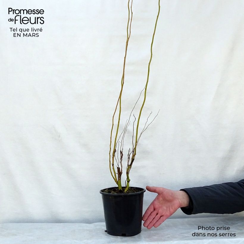 Salix erythroflexuosa - Saule tortueux Pot de 3L/4L esemplare consegnato in primavera