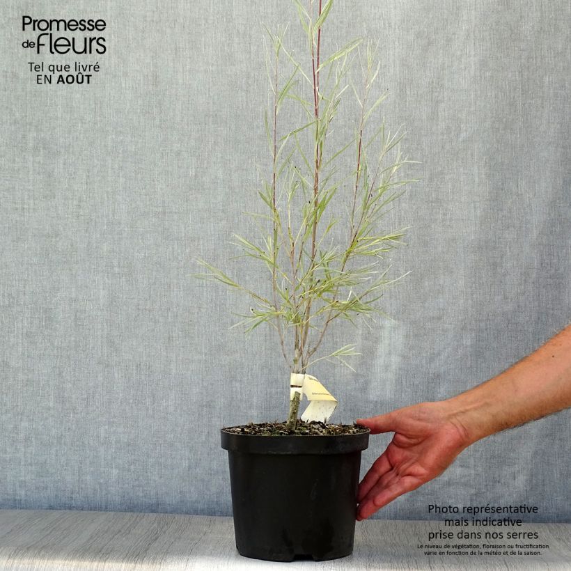 Esemplare di Salix exigua Vaso da 3L/4L consegnato in estate