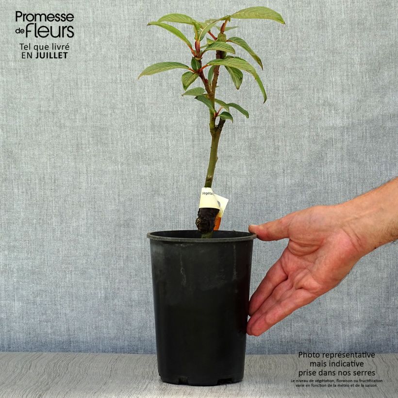 Esemplare di Salix fargesii Vaso da 4L/5L consegnato in estate