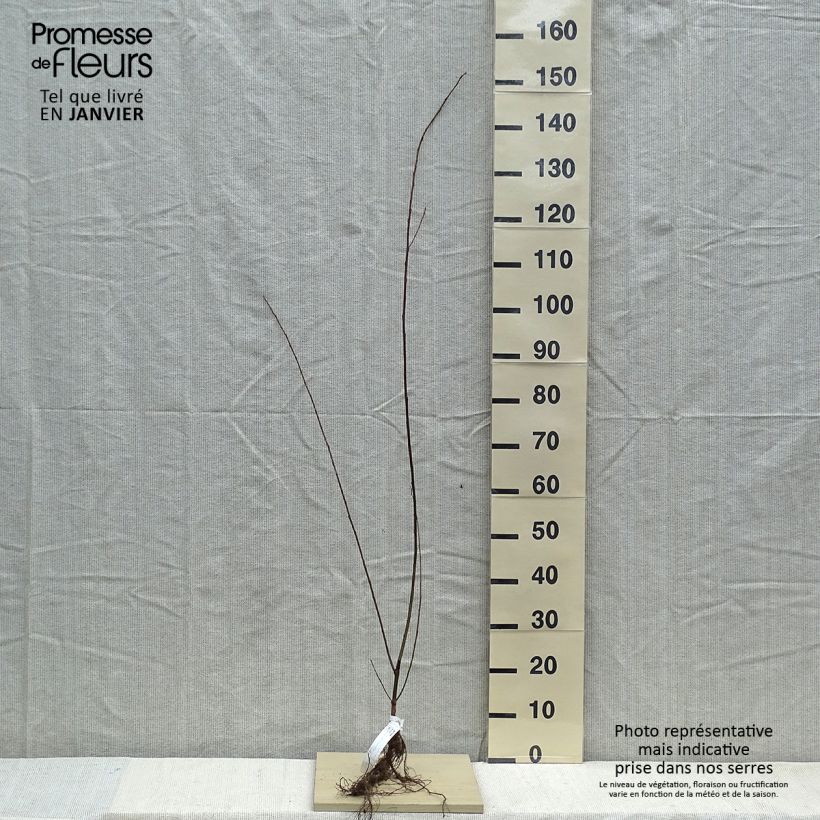 Salix fragilis - Salice fragile Piante piccole a radice nuda esemplare consegnato in inverno