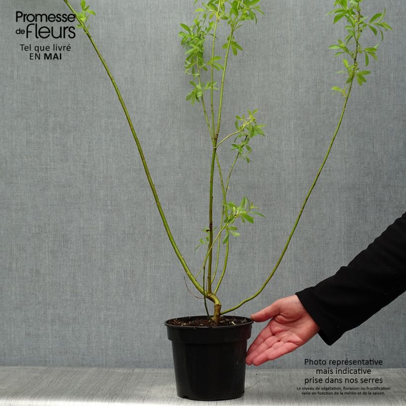 Salix gracilistyla Vaso da 3L/4LAltezza consegnata circa 30/40cm esemplare consegnato in primavera
