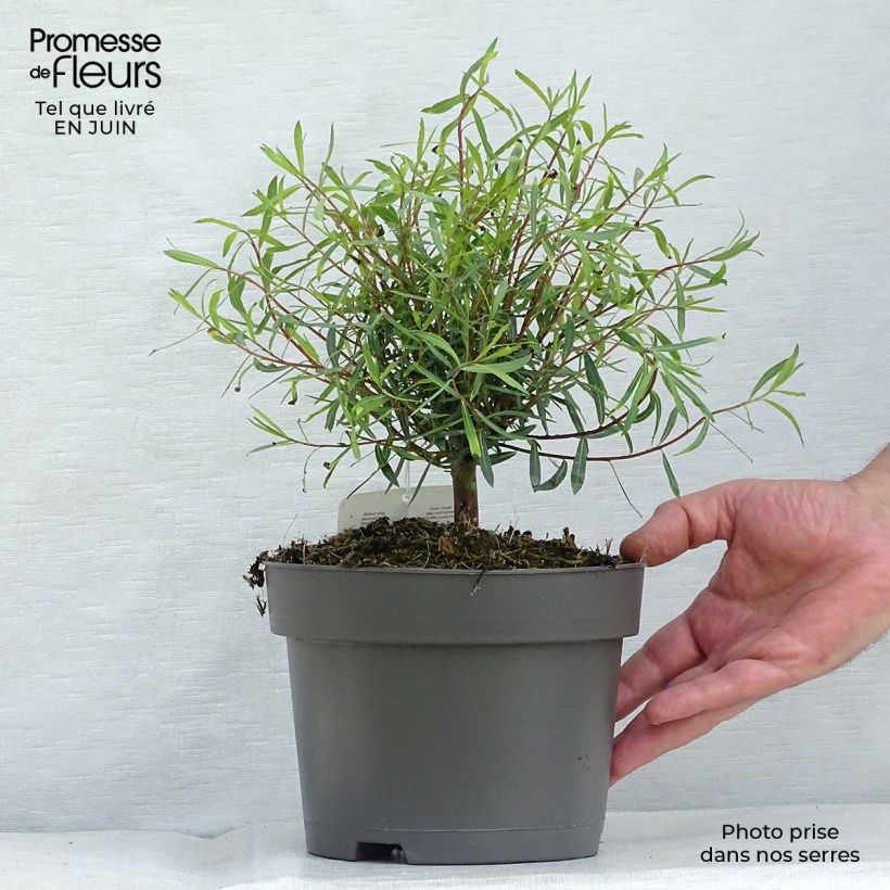 Esemplare di Salix purpurea Nana - Salice rosso nano Vaso da 2L/3L consegnato in estate