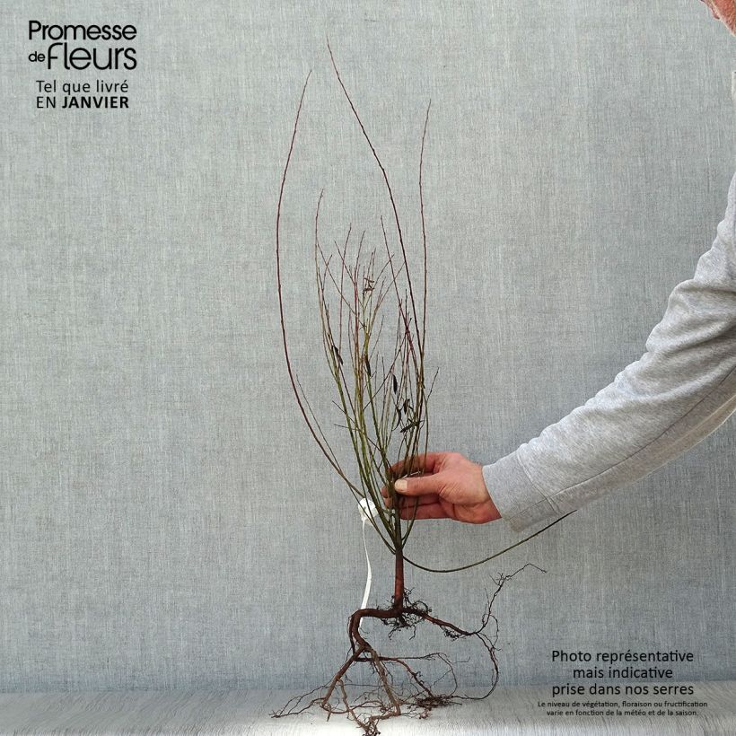 Salix purpurea Nana - Salice rosso nano Piante piccole a radice nuda esemplare consegnato in inverno