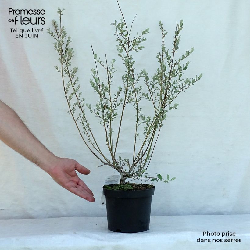 Esemplare di Salix repens - Salice strisciante Vaso da 2L/3L consegnato in estate