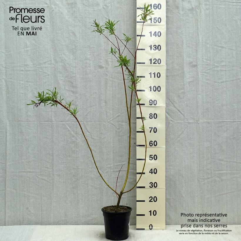 Salix sachalinensis Sekka - Saule de Sakhaline  Pot de 3L/4L esemplare consegnato in primavera
