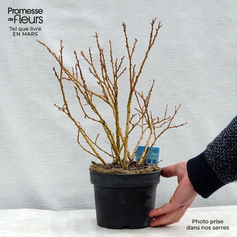 Salix tetrapla Vaso da 2L/3L esemplare consegnato in inverno