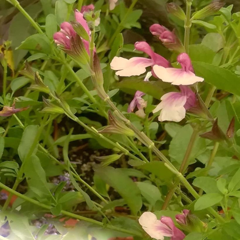 Salvia Delice Gold and Wine - Salvia arbustiva (Fioritura)
