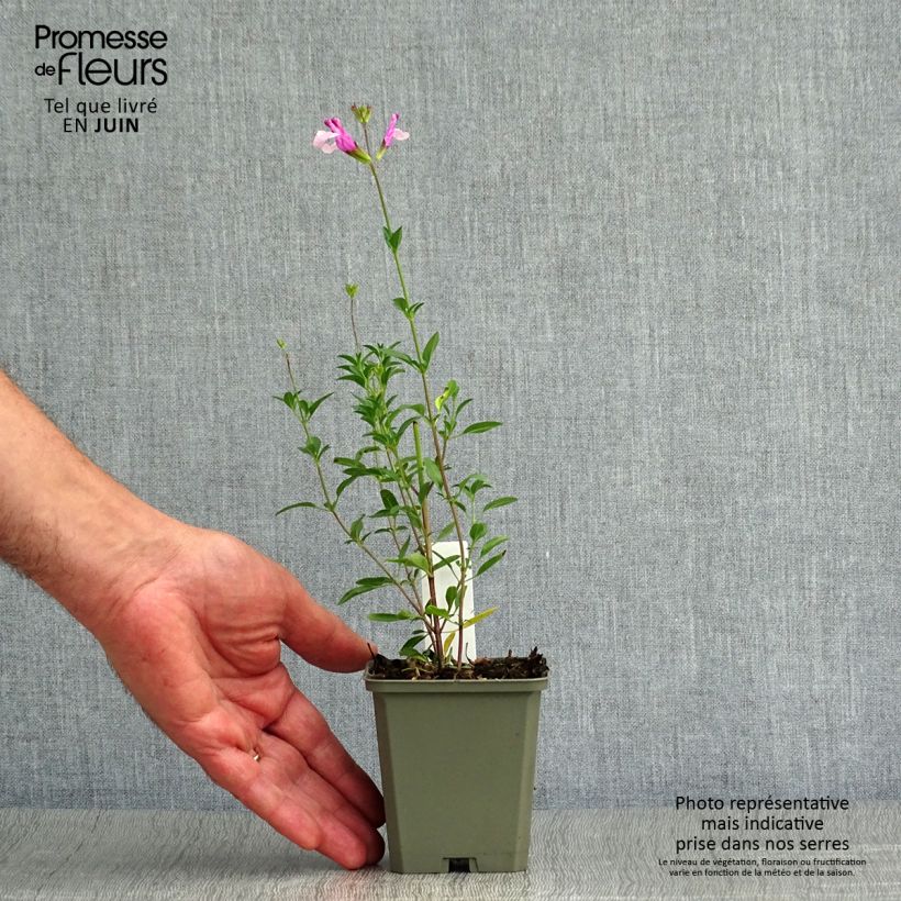 Esemplare di Salvia Dyson's Joy - Salvia arbustiva Vasetto da 8/9 cm consegnato in estate