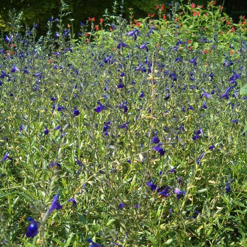 Salvia coahuilensis (Porto)