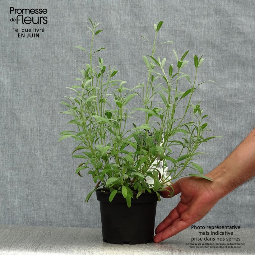 Esemplare di Salvia lavandulifolia - Salvia comune Vaso da 1,5L/2L consegnato in estate