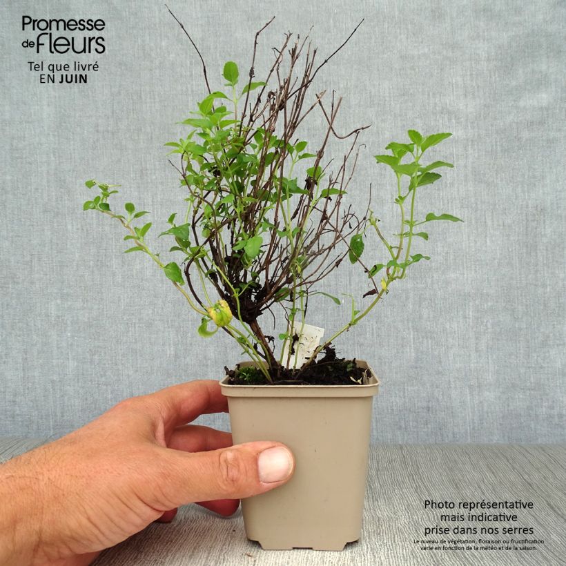 Esemplare di Salvia microphylla Little Kiss - Salvia arbustiva Vasetto da 8/9 cm consegnato in estate