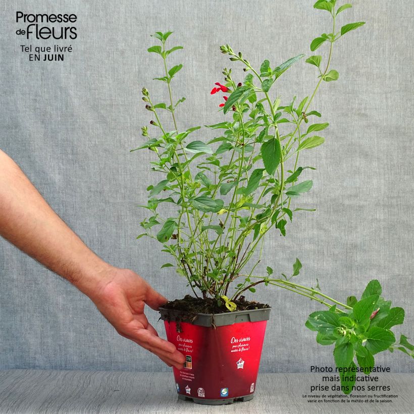 Esemplare di Salvia microphylla Royal Bumble - Salvia arbustiva Vaso da 2L/3L consegnato in estate