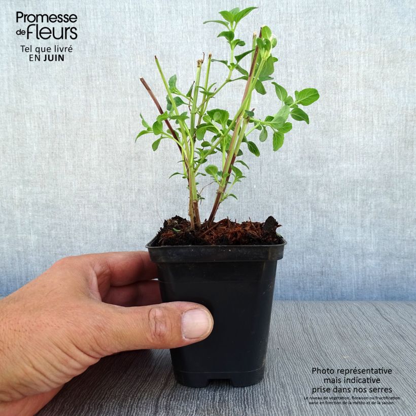 Esemplare di Salvia microphylla Royal Bumble - Salvia arbustiva Vasetto da 8/9 cm consegnato in estate