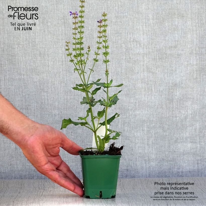 Esemplare di Salvia nemorosa Mainacht Vasetto da 8/9 cm consegnato in estate