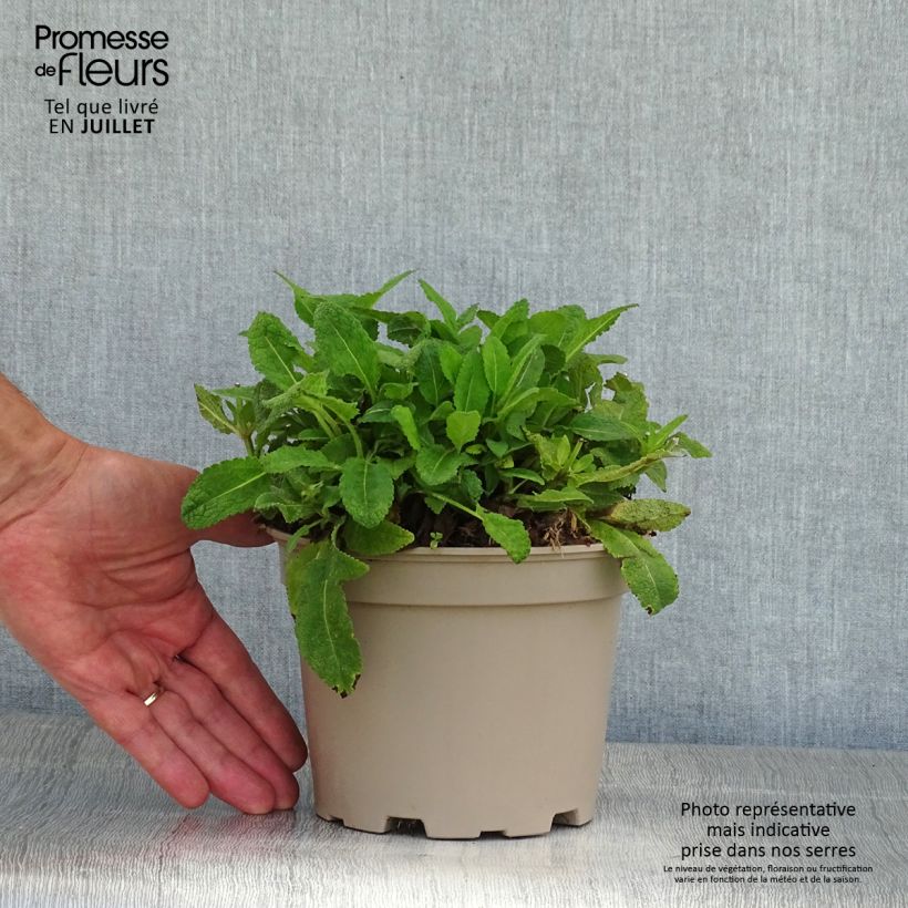 Esemplare di Salvia nemorosa Mainacht Vaso da 2L/3L consegnato in estate