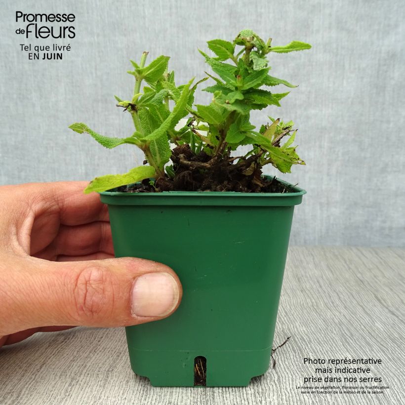 Esemplare di Salvia nemorosa Ostfriesland Vasetto da 8/9 cm consegnato in estate