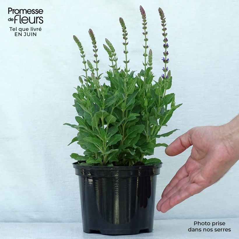 Esemplare di Salvia nemorosa Ostfriesland Vaso da 2L/3L consegnato in estate