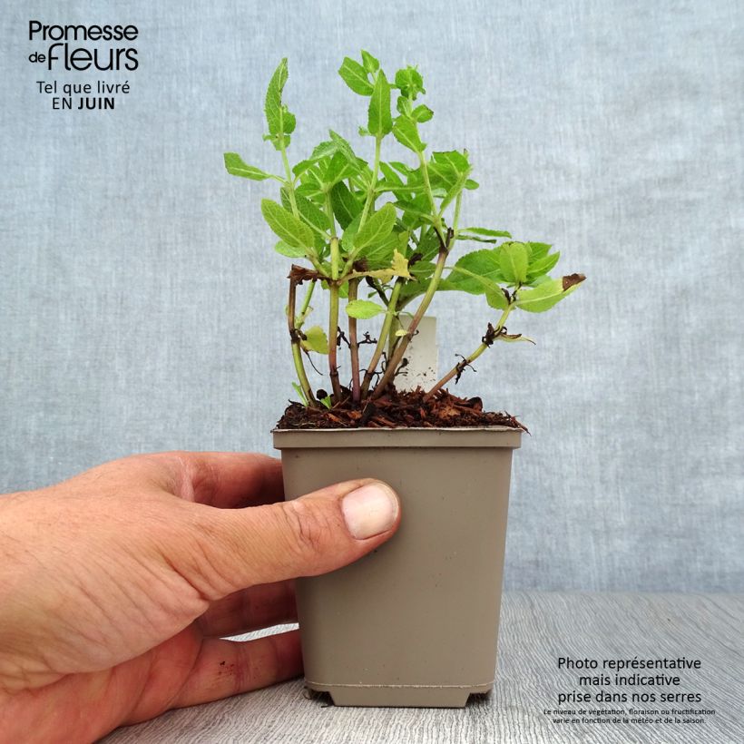 Esemplare di Salvia nemorosa Sensation Rose Vasetto da 8/9 cm consegnato in estate