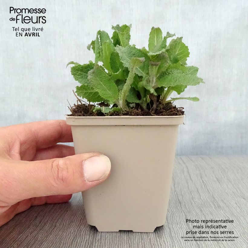 Salvia nemorosa Serenade Vasetto da 8/9 cm esemplare consegnato in primavera