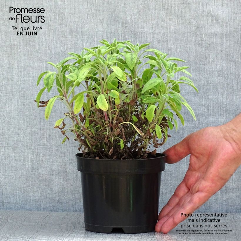 Esemplare di Salvia officinalis Icterina - Salvia comune Vaso da 1,5L/2L consegnato in estate