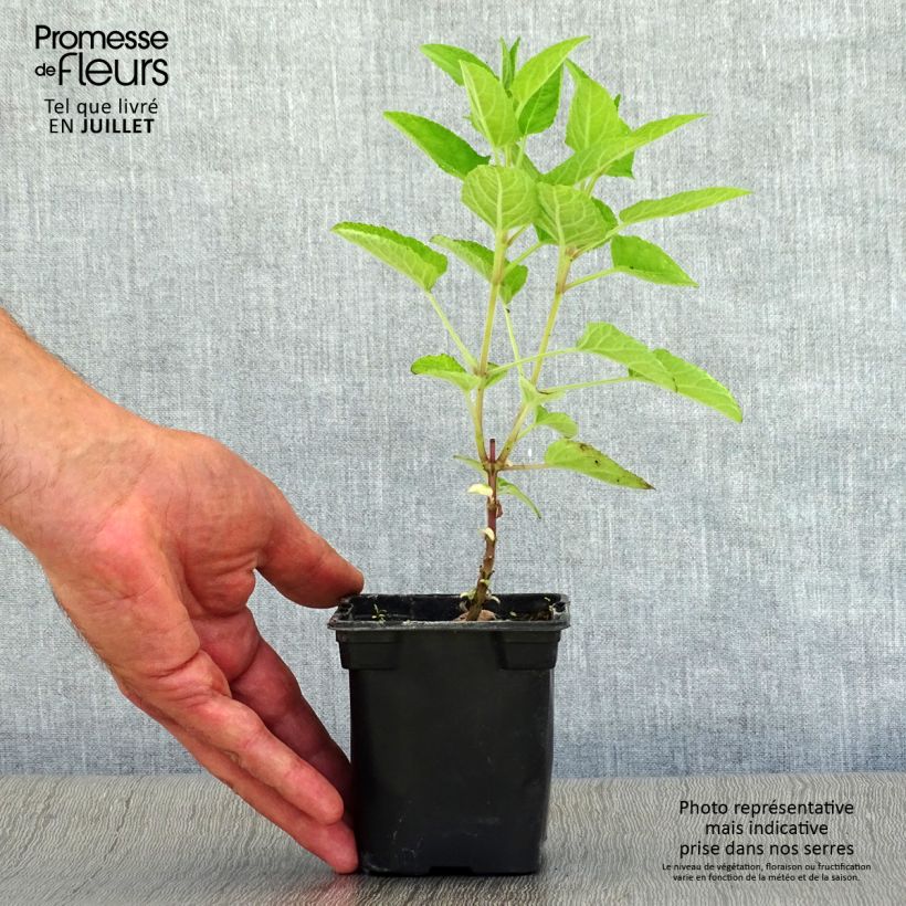 Esemplare di Salvia patens Royal Blue Vasetto da 7/8 cm consegnato in estate