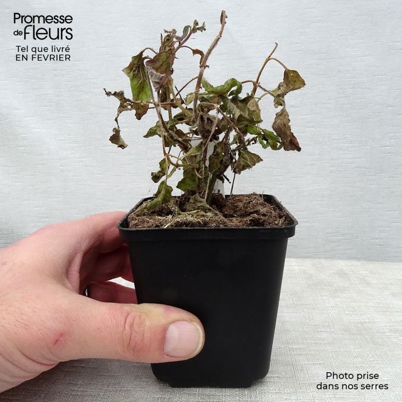 Salvia patens White Trophy - Salvia genziana Vasetto da 8/9 cm esemplare consegnato in inverno