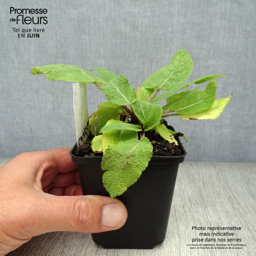 Esemplare di Salvia pratensis - Salvia dei prati Vasetto da 8/9 cm consegnato in estate