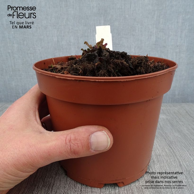 Salvia pratensis - Salvia dei prati Vaso da 2L/3L esemplare consegnato in inverno