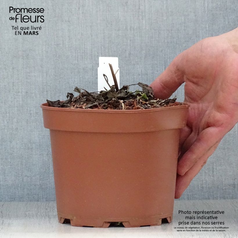 Salvia pratensis - Salvia dei prati Vaso da 2L/3L esemplare consegnato in primavera