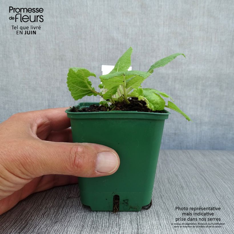Esemplare di Salvia pratensis Swan Lake - Salvia dei prati Vasetto da 8/9 cm consegnato in estate