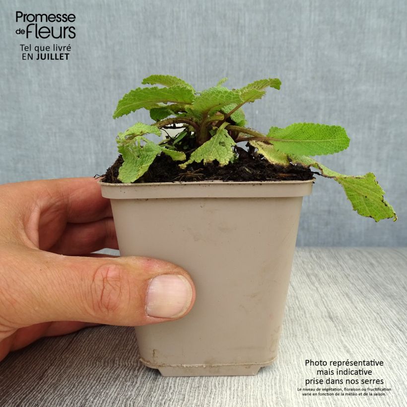 Esemplare di Salvia pratensis Twilight Serenade - Salvia dei prati Vasetto da 8/9 cm consegnato in estate