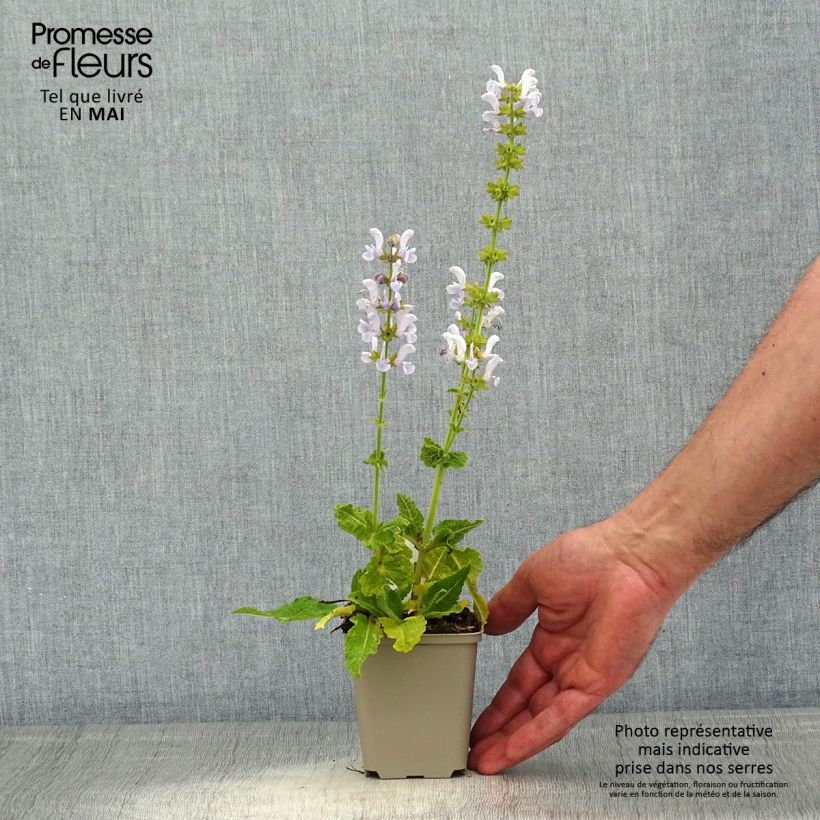 Salvia pratensis FASHIONISTA Vanity Flair - Salvia dei prati Vasetto da 8/9 cm esemplare consegnato in primavera