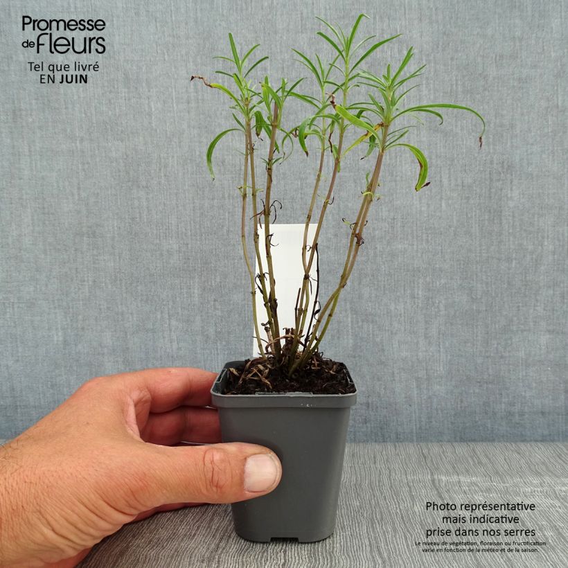 Esemplare di Salvia reptans West Texas form Vasetto da 8/9 cm consegnato in estate