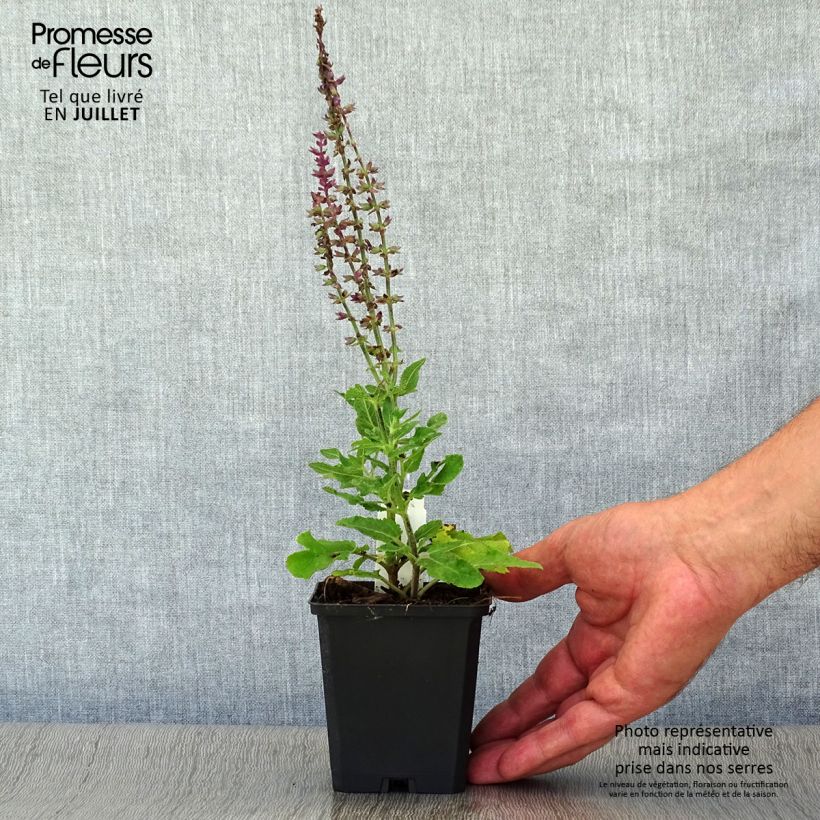 Esemplare di Salvia superba Reine Bleue Vasetto da 8/9 cm consegnato in estate