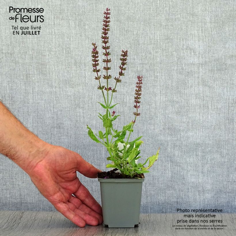 Esemplare di Salvia superba Reine Rose Vasetto da 8/9 cm consegnato in estate
