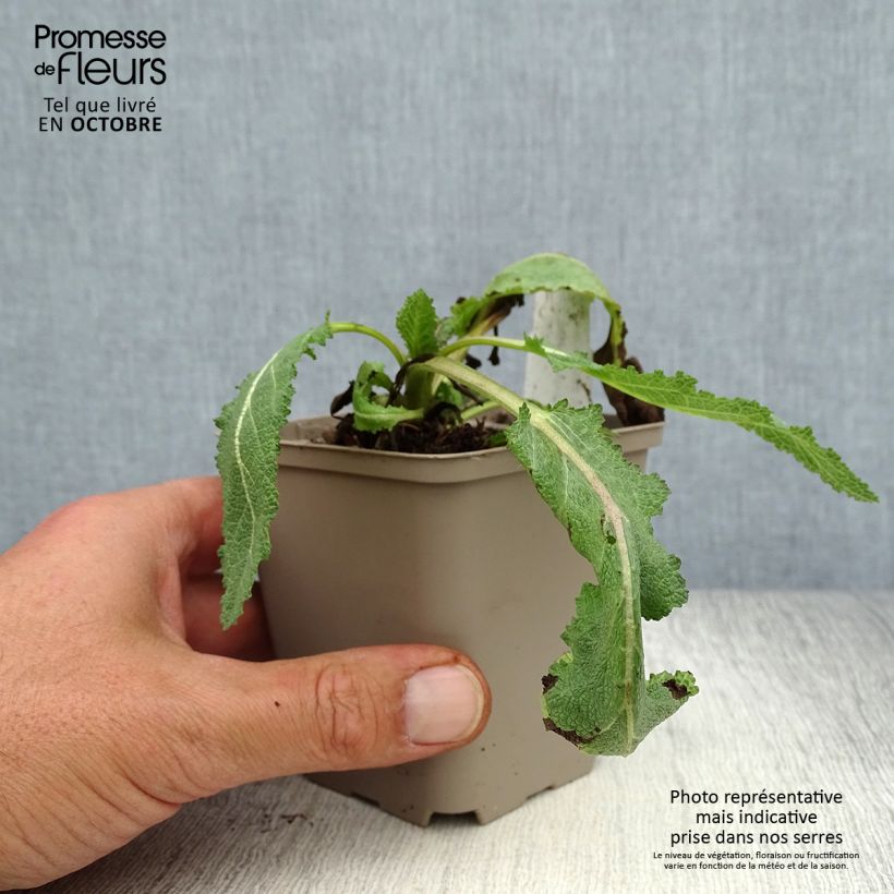 Esemplare di Salvia sylvestris Dear Anja Vasetto da 8/9 cm come consegnato in autunno