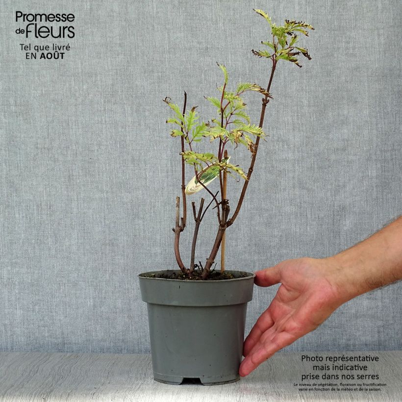 Esemplare di Sambuco rosso Plumosa Aurea Vaso da 2L/3L consegnato in estate