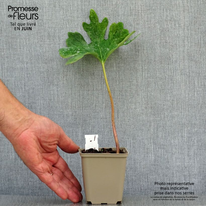 Esemplare di Sanguinaria canadensis Vasetto da 8/9 cm consegnato in estate