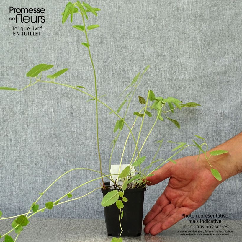 Esemplare di Sanguisorba tenuifolia Cangshan Cranberry Vasetto da 8/9 cm consegnato in estate
