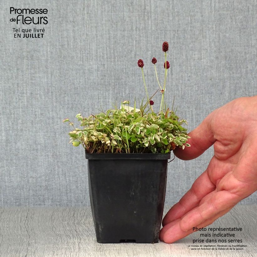 Esemplare di Sanguisorba Little Angel Vasetto da 8/9 cm consegnato in estate
