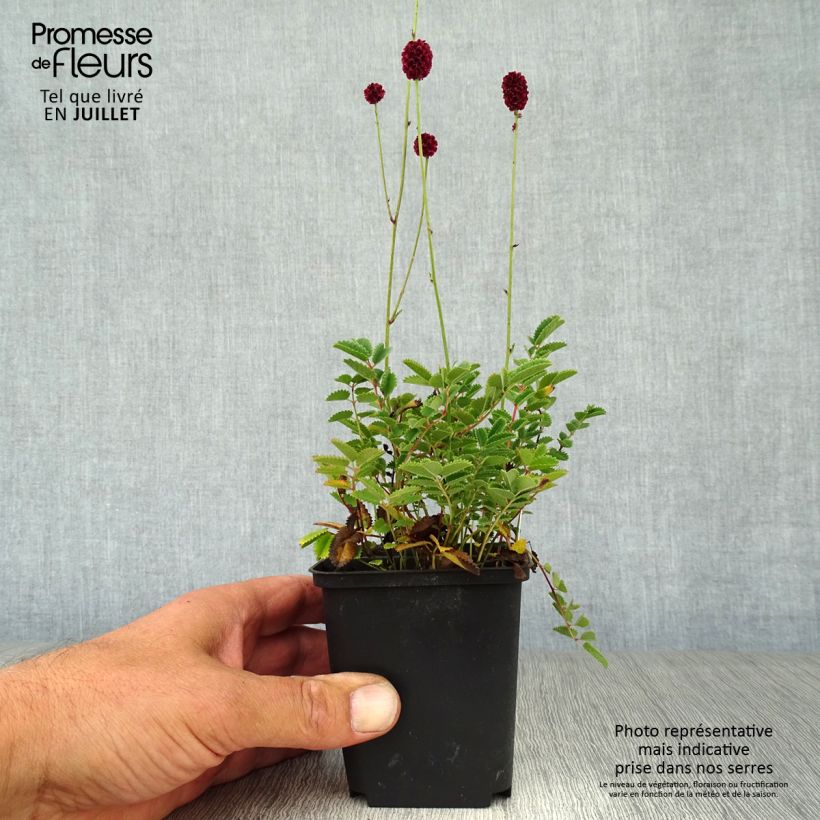 Esemplare di Sanguisorba Proud Mary Vasetto da 8/9 cm consegnato in estate