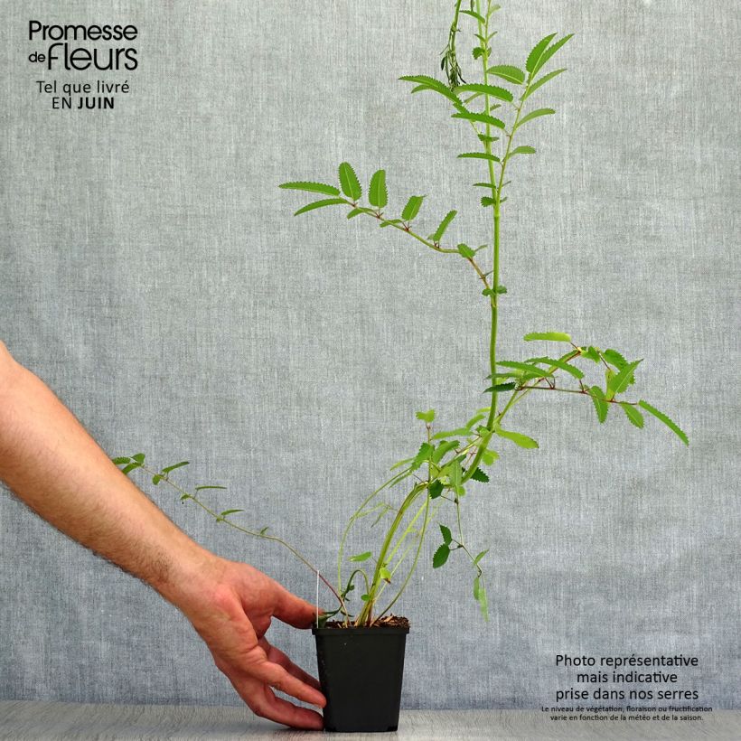 Esemplare di Sanguisorba officinalis Red Thunder - Salvastrella maggiore Vasetto da 8/9 cm consegnato in estate