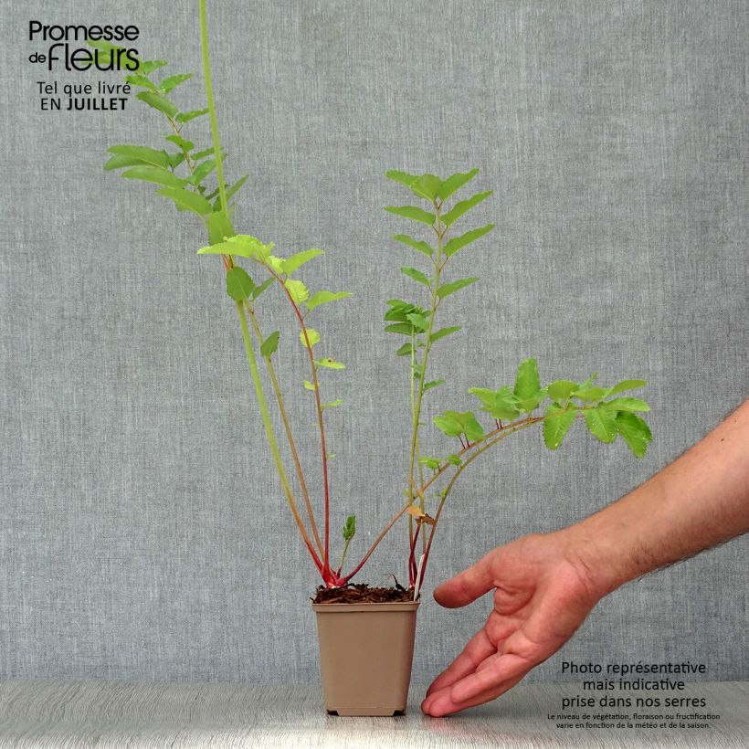 Esemplare di Sanguisorba canadensis Vasetto da 8/9 cm consegnato in estate