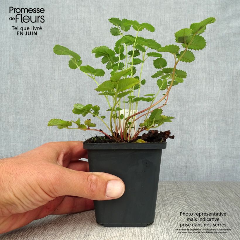 Esemplare di Sanguisorba hakusanensis Vasetto da 8/9 cm consegnato in estate