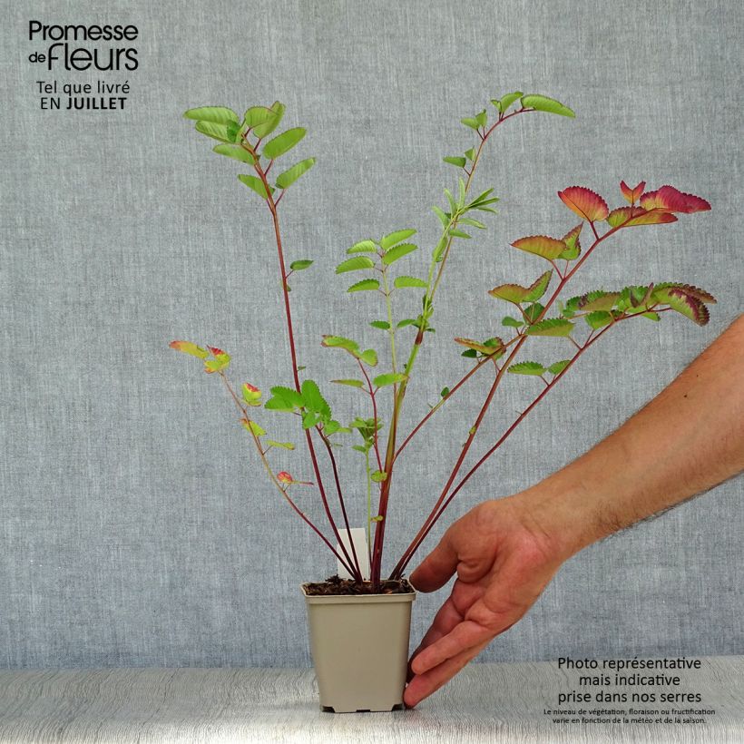 Esemplare di Sanguisorba hakusanensis Pink Brushes Vasetto da 8/9 cm consegnato in estate